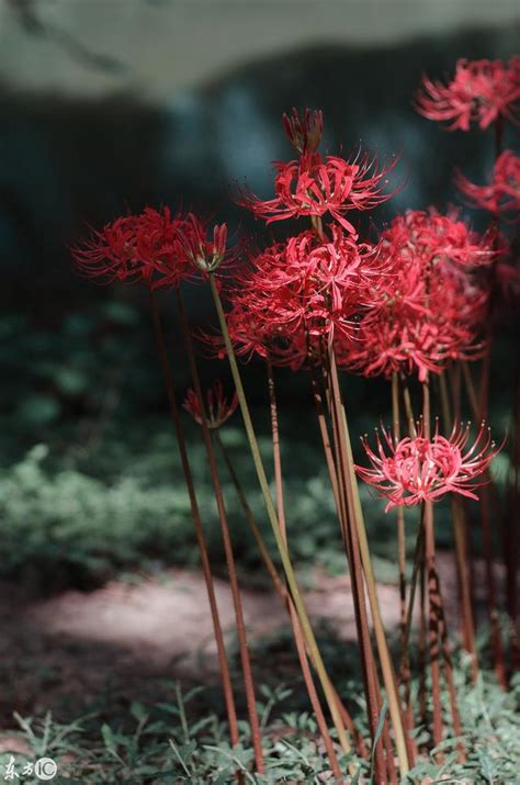 白色彼岸花寓意|彼岸花傳說&不同顏色花語大全，附台灣日本賞花景點。